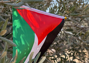 Wie Israel systematisch Olivenbäume im Westjordanland zerstört