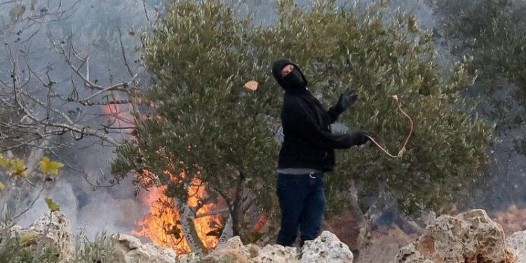 Israelische Siedler greifen Olivenbäume im Westjordanland an, Palästinenser sind verzweifelt [Ammar Awad/Reuters]